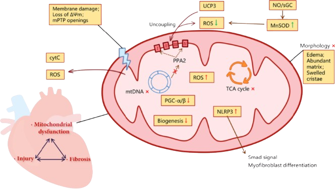 Image d'une mitochondrie et cycle de Krebs