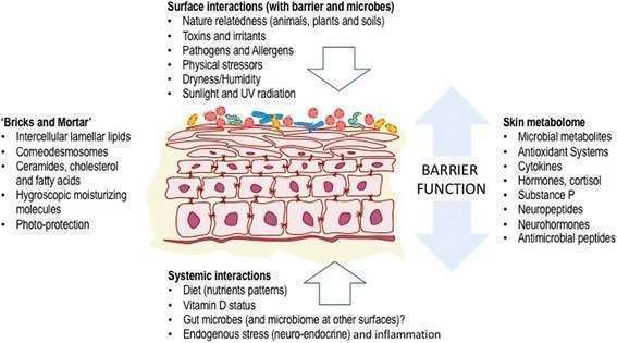 A scientific diagram showing a cross-section of skin barrier function. The image is divided into three main sections: 1) Top section listing 'Surface interactions' including environmental factors, 2) Center section showing a detailed illustration of skin layers with cells and lipids arranged like 'bricks and mortar', and 3) Bottom section describing 'Systemic interactions'. On the left side are listed 'Bricks and Mortar' components, and on the right side is a list of 'Skin metabolome' elements. The diagram includes white arrows indicating bidirectional interactions between the skin layers and both external and internal factors. Labels are in black text with red cellular structures in the illustration.