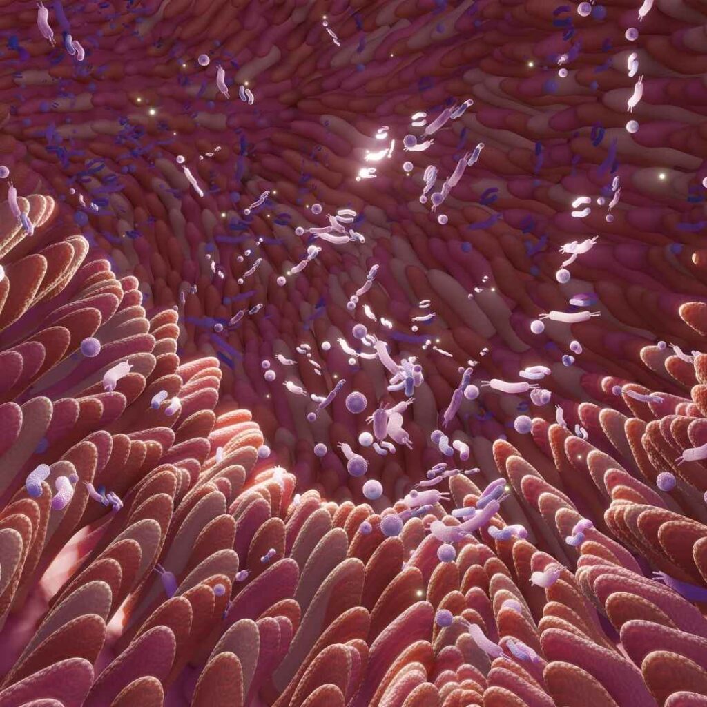 Villosités intestinales ressemblant à plein de doigts qui forment un tapis