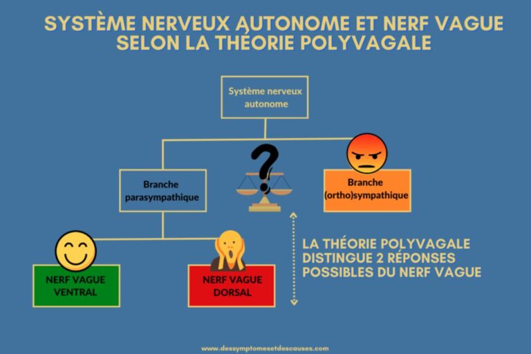Image expliquant le système nerveux autonome, l'orthosympathique, le parasympathique ventral et dorsal