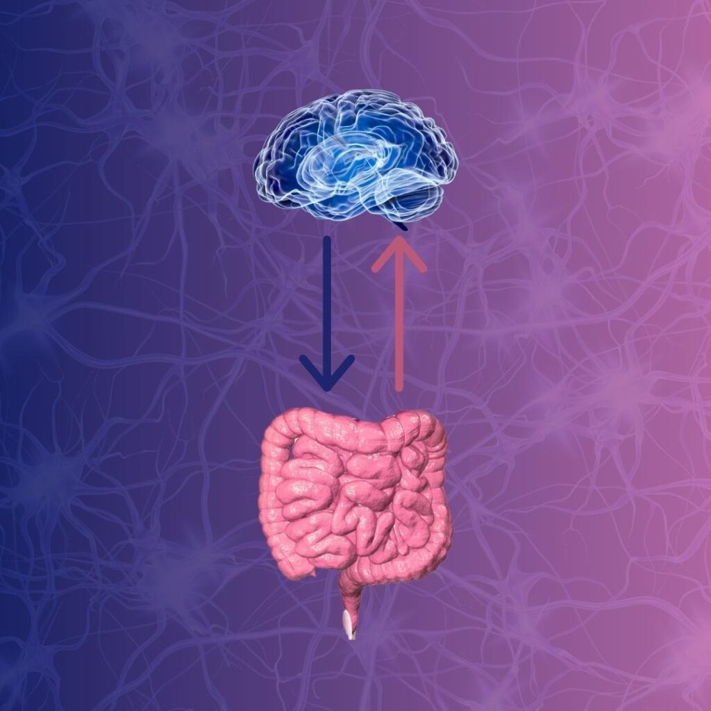 Un cerveau bleu en haut et un intestin en rose sont reliés dans les deux sens