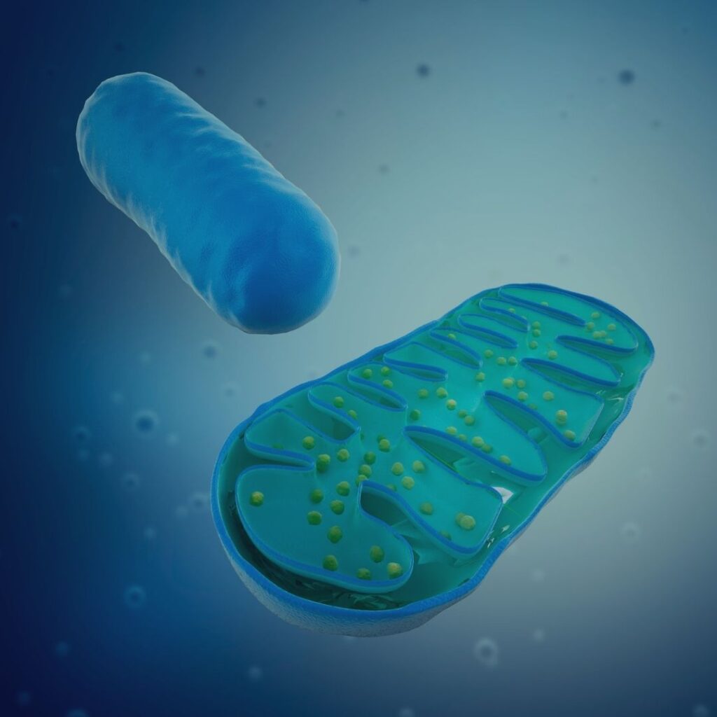 Une mitochondrie verte avec des points jaunes dedans