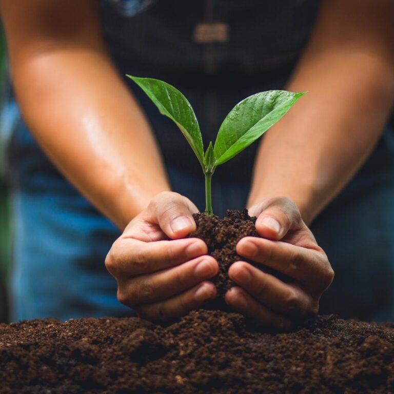 2 mains serrant délicatement de la terre autour d'une jeune plante verte