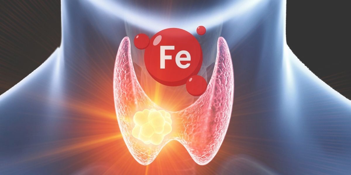 Image d'une thyroïde enflammée et le symbole du Fer au-dessus