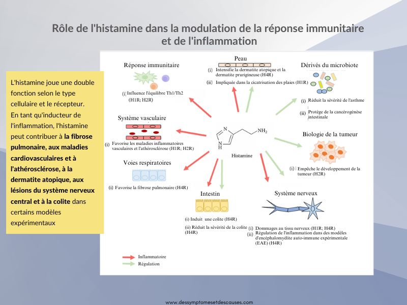 A French scientific diagram titled 'Rôle de l'histamine dans la modulation de la réponse immunitaire et de l'inflammation' (Role of histamine in modulating immune response and inflammation). The diagram shows a central histamine molecule with arrows radiating to different body systems including vascular, respiratory, intestinal, and nervous systems. A yellow text box on the left explains histamine's dual function. Red arrows indicate inflammatory responses while green arrows show regulation pathways. Each system shows specific effects and includes references to different histamine receptors (H1R, H2R). The diagram also includes sections on tumor biology and microbiota derivatives. The background is gray-blue with a white central panel.