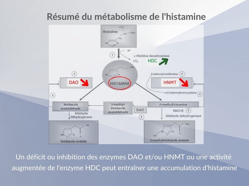 A French biochemical diagram titled 'Résumé du métabolisme de l'histamine' (Summary of histamine metabolism). The diagram shows the metabolic pathway of histamine, starting from histidine at the top. In the center is HISTAMINE (circled in red), with three main enzymatic pathways marked with arrows: HDC (green arrow), DAO (red arrow), and HNMT (red arrow). The diagram includes chemical structures and enzyme names, with a text explanation at the bottom stating that a deficit or inhibition of DAO and/or HNMT enzymes, or increased HDC enzyme activity, can lead to histamine accumulation. The background is gray-blue with a white central panel.