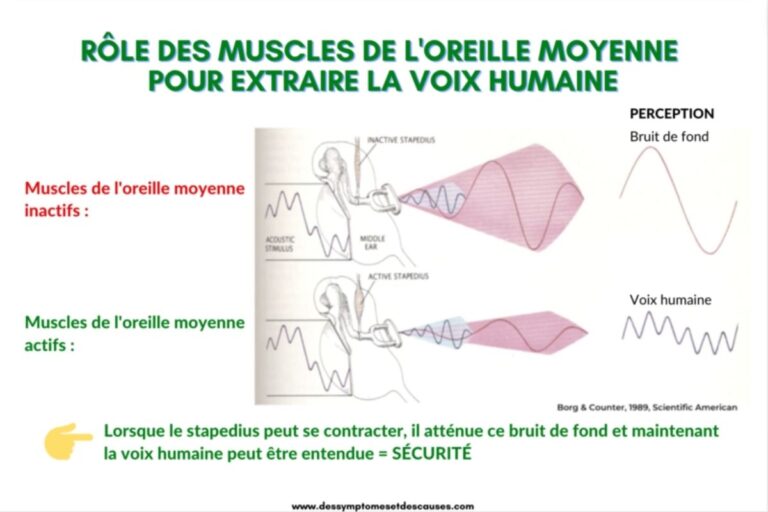 A French educational diagram titled 'Rôle des muscles de l'oreille moyenne pour extraire la voix humaine' (Role of middle ear muscles in extracting human voice). The image shows two states of the middle ear: one with inactive stapedius muscles (top) and one with active muscles (bottom). Each state is illustrated with anatomical drawings and corresponding wave patterns. On the right, two different wave patterns show 'Perception' of background noise and human voice. A yellow arrow points to text explaining that when the stapedius can contract, it attenuates background noise, allowing human voice to be heard = SECURITY. The diagram is credited to Borg & Counter, 1989, Scientific American.